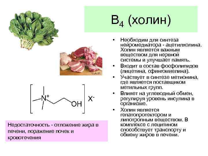 В 4 (холин) • • • Недостаточность - отложение жира в печени, поражение почек