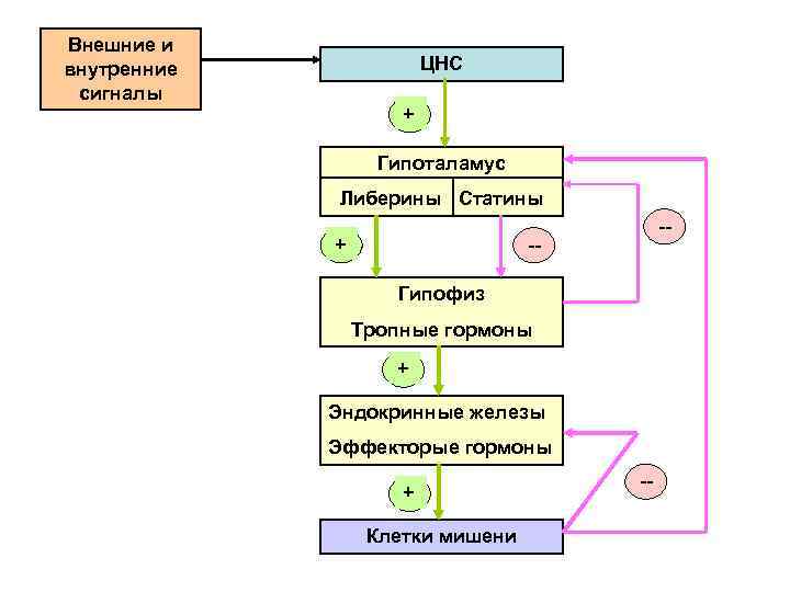 Внешние и внутренние сигналы ЦНС + Гипоталамус Либерины Статины + -- -Гипофиз Тропные гормоны