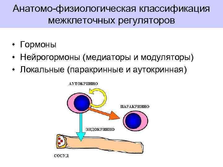 Анатомо-физиологическая классификация межклеточных регуляторов • Гормоны • Нейрогормоны (медиаторы и модуляторы) • Локальные (паракринные