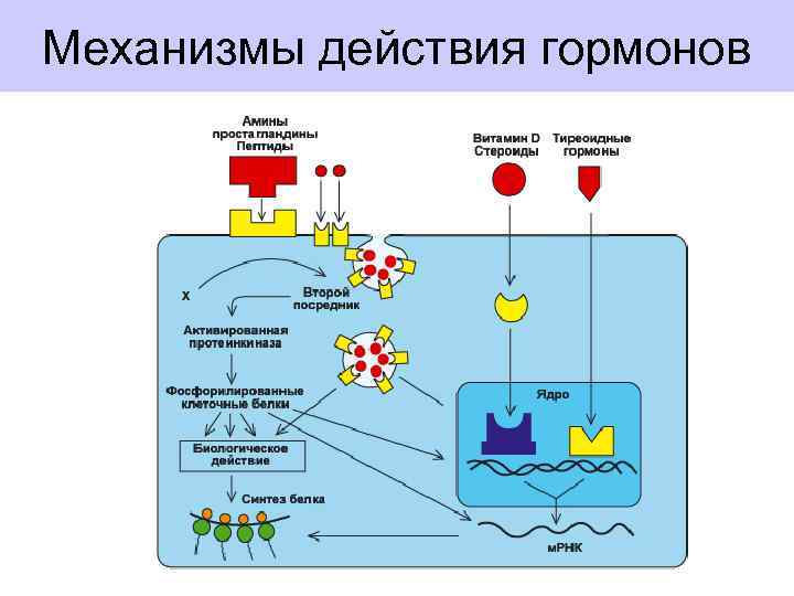 Механизмы действия гормонов 