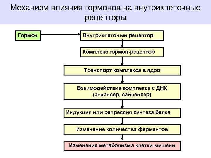 Механизм влияния гормонов на внутриклеточные рецепторы Гормон Внутриклетоный рецептор Комплекс гормон-рецептор Транспорт комплекса в