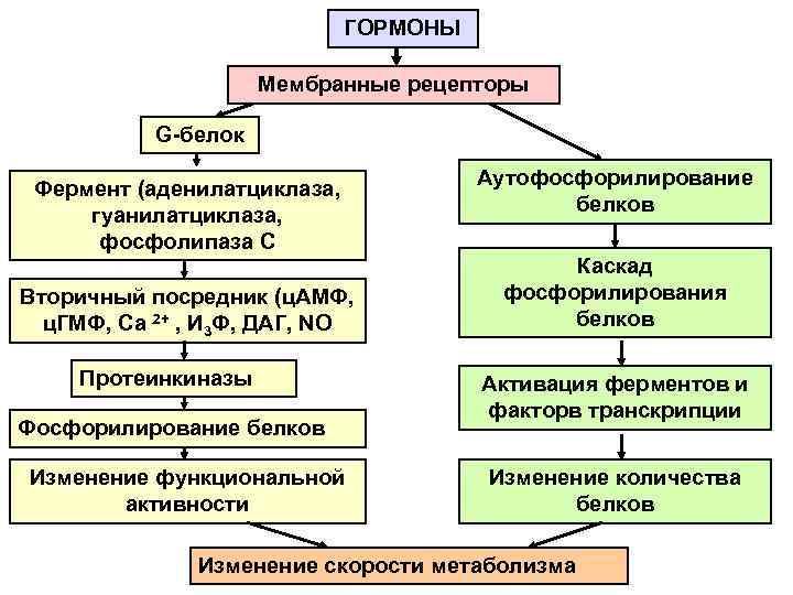 ГОРМОНЫ Мембранные рецепторы G-белок Фермент (аденилатциклаза, гуанилатциклаза, фосфолипаза С Вторичный посредник (ц. АМФ, ц.