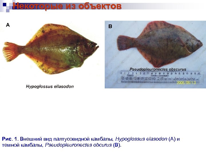 Некоторые из объектов A B Рис. 1. Внешний вид палтусовидной камбалы, Hypoglossus elasodon (A)