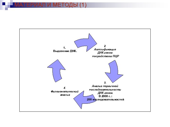 МАТЕРИАЛ И МЕТОДЫ (1) 1. Выделение ДНК. 4. Филогенетический анализ 2. Амплификация ДНК генов