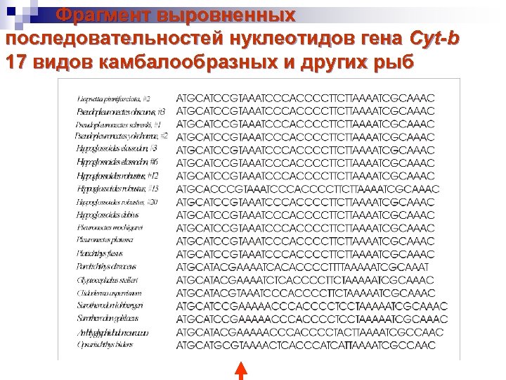 Фрагмент выровненных последовательностей нуклеотидов гена Cyt-b 17 видов камбалообразных и других рыб 