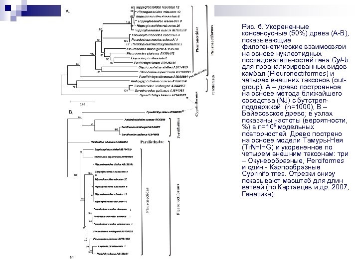 Рис. 6. Укорененные консенсусные (50%) древа (A-B), показывающие филогенетические взаимосвязи на основе нуклеотидных последовательностей