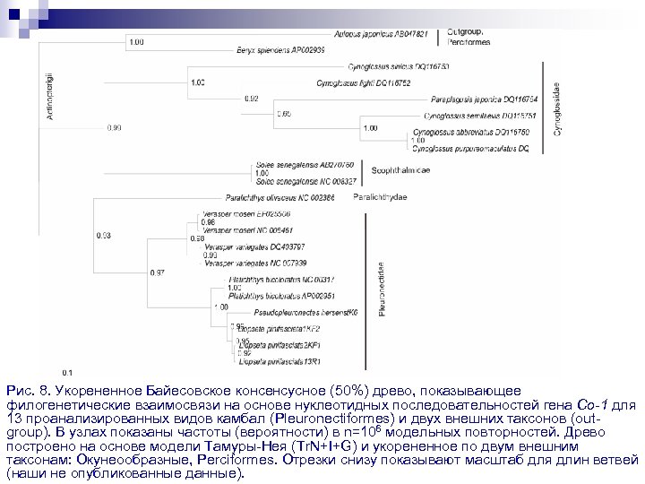 Рис. 8. Укорененное Байесовское консенсусное (50%) древо, показывающее филогенетические взаимосвязи на основе нуклеотидных последовательностей