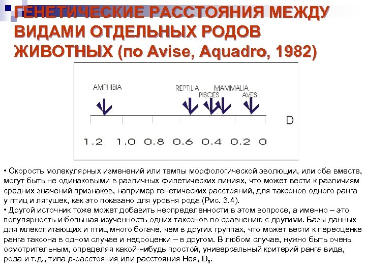 ГЕНЕТИЧЕСКИЕ РАССТОЯНИЯ МЕЖДУ ВИДАМИ ОТДЕЛЬНЫХ РОДОВ ЖИВОТНЫХ (по Avise, Aquadro, 1982) • Скорость молекулярных