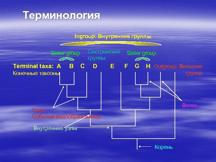 Терминология Ingroup: Внутренние группы Sister group Сестринские группы Sister group Terminal taxa: A B