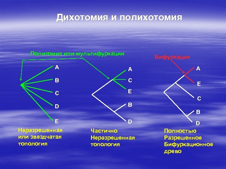 Дихотомия и полихотомия Политомия или мультифуркации Бифуркация A A B C C E D