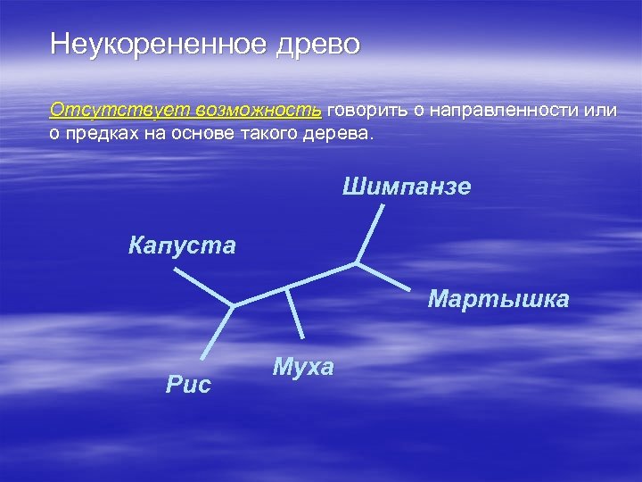 Неукорененное древо Отсутствует возможность говорить о направленности или о предках на основе такого дерева.