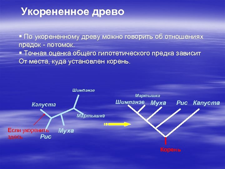 Укорененное древо § По укорененному древу можно говорить об отношениях предок - потомок. §