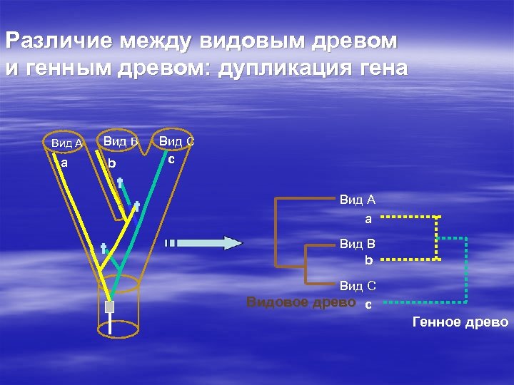 Различие между видовым древом и генным древом: дупликация гена Вид A a Вид B