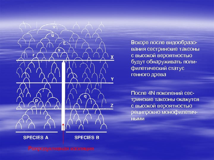 Вскоре после видообразования сестринские таксоны с высокой вероятностью будут обнаруживать полифилетический статус генного древа