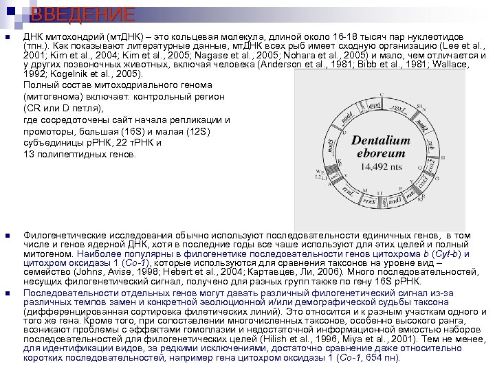ВВЕДЕНИЕ n ДНК митохондрий (мт. ДНК) – это кольцевая молекула, длиной около 16 -18