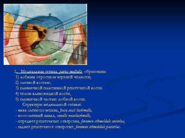 2. Медиальная стенка, paries medialis, образована: 1) лобным отростком верхней челюсти, 2) слезной костью,