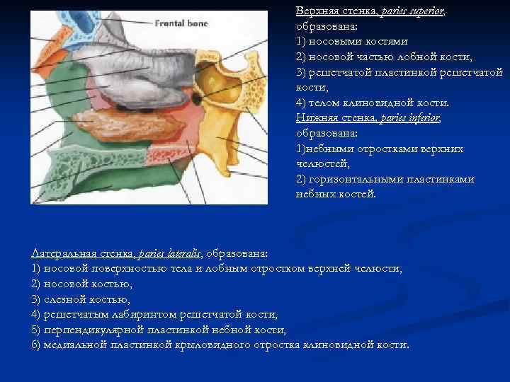 Верхняя стенка, paries superior, образована: 1) носовыми костями 2) носовой частью лобной кости, 3)