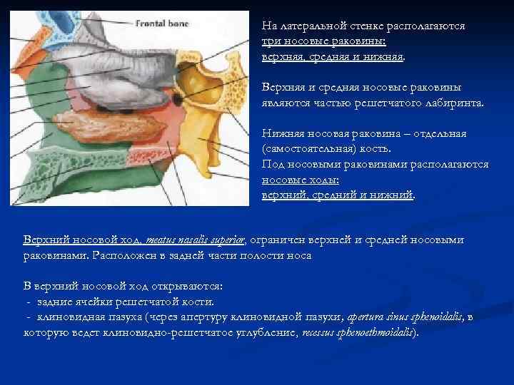 На латеральной стенке располагаются три носовые раковины: верхняя, средняя и нижняя. Верхняя и средняя
