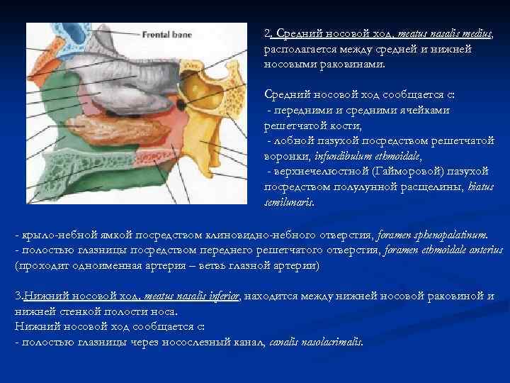 2. Средний носовой ход, meatus nasalis medius, располагается между средней и нижней носовыми раковинами.