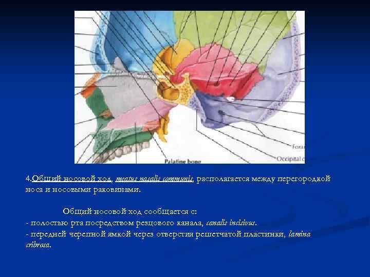 4. Общий носовой ход, meatus nasalis communis, располагается между перегородкой носа и носовыми раковинами.