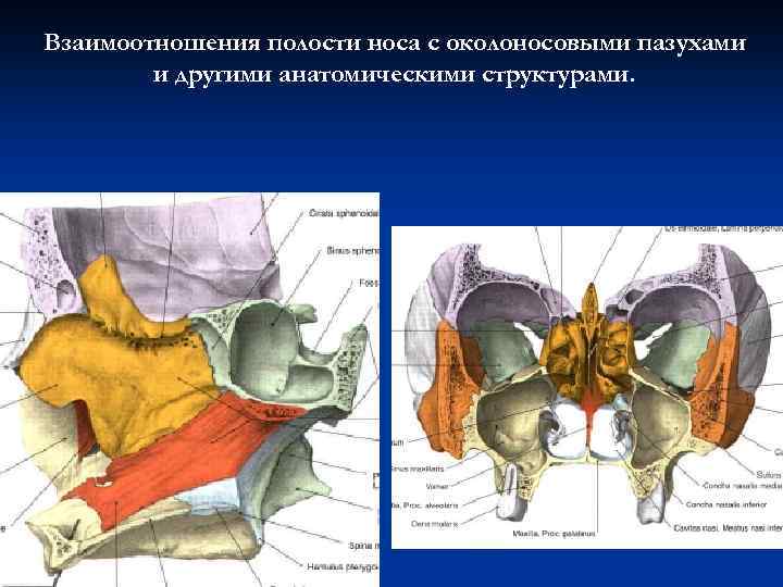 Взаимоотношения полости носа с околоносовыми пазухами и другими анатомическими структурами. 