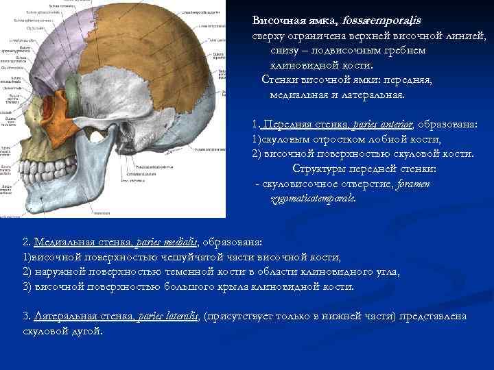 Височная ямка, fossa temporalis , сверху ограничена верхней височной линией, снизу – подвисочным гребнем