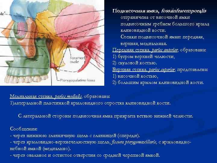 Подвисочная ямка, fossa infratemporalis , отграничена от височной ямки подвисочным гребнем большого крыла клиновидной