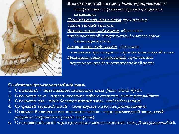 Крыловидно-небная ямка, fossa pterygopalatina , имеет четыре стенки: переднюю, верхнюю, заднюю и медиальную. Передняя