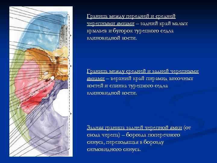 Граница между передней и средней черепными ямками – задний край малых крыльев и бугорок