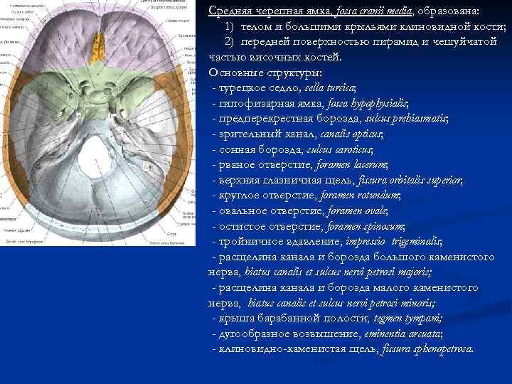 Средняя черепная ямка, fossa cranii media, образована: 1) телом и большими крыльями клиновидной кости;