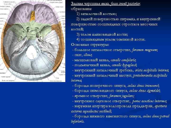 Задняя черепная ямка, fossa cranii posterior, образована: 1) затылочной костью; 2) задней поверхностью пирамид