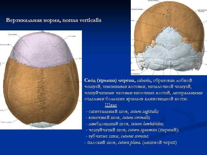 Вертикальная норма, norma verticalis Свод (крыша) черепа, calvaria, образован лобной чешуей, теменными костями, затылочной