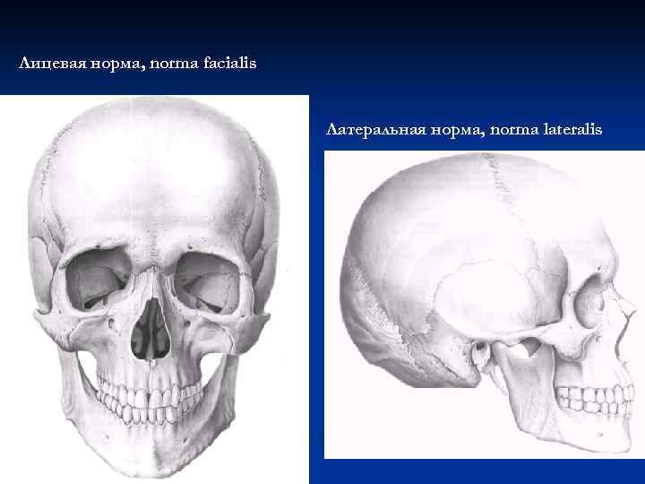 Лицевая норма, norma facialis Латеральная норма, norma lateralis 