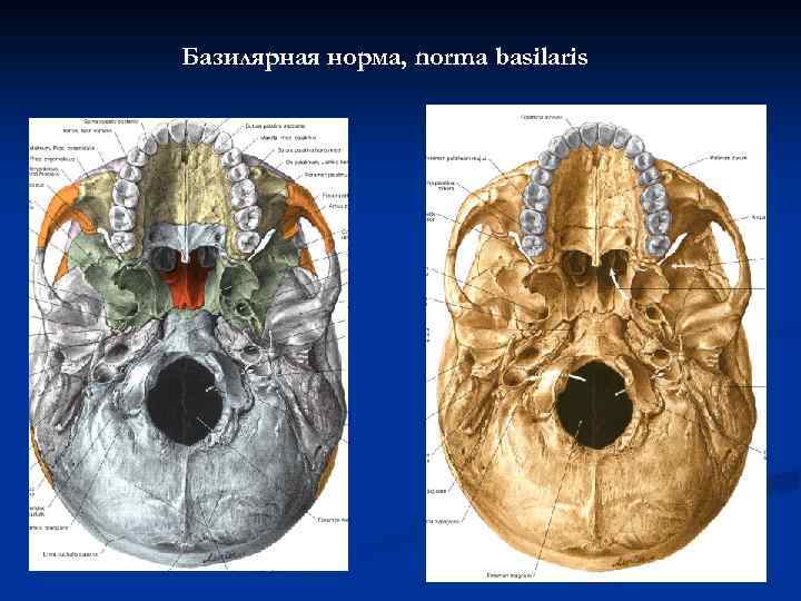 Базилярная норма, norma basilaris 