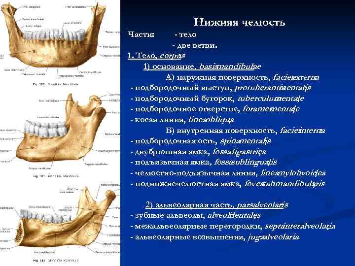 Нижняя челюсть Части: - тело - две ветви. 1. Тело, corpus : 1) основание,