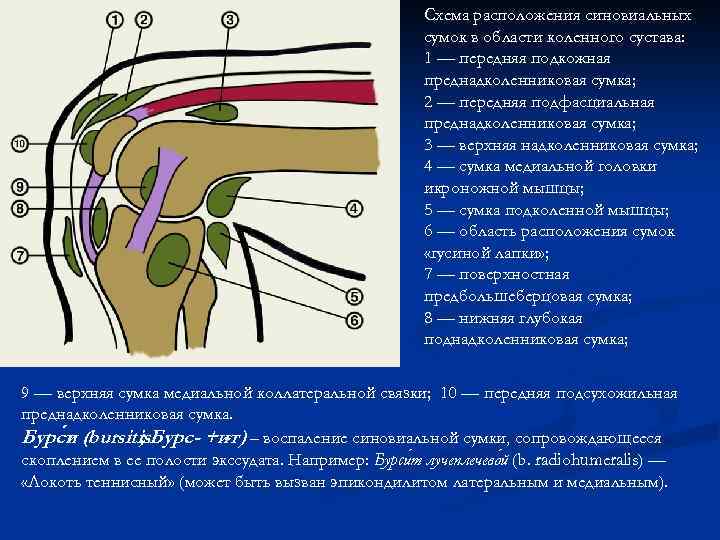 Схема расположения синовиальных сумок в области коленного сустава: 1 — передняя подкожная преднадколенниковая сумка;