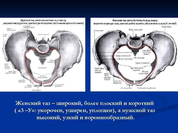 Женский таз – широкий, более плоский и короткий ( « 3 –У» : укорочен,