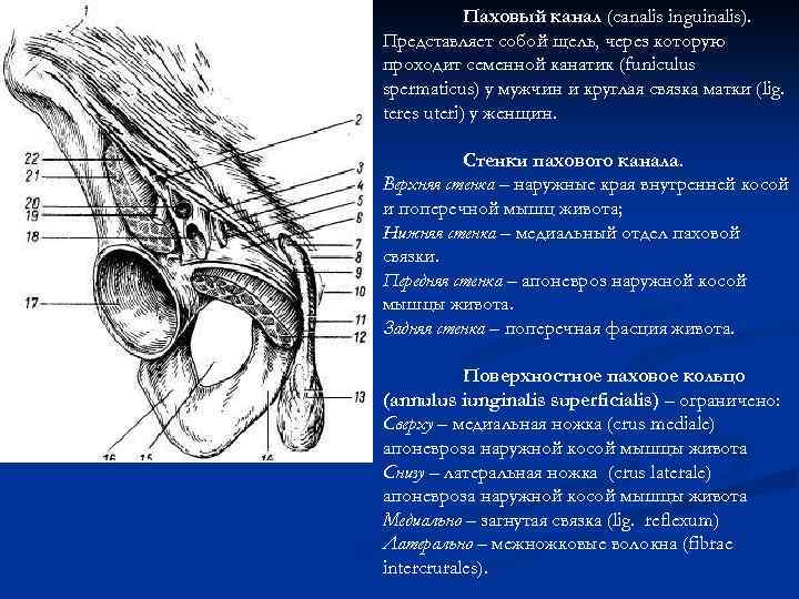 Паховый канал (canalis inguinalis). Представляет собой щель, через которую проходит семенной канатик (funiculus spermaticus)