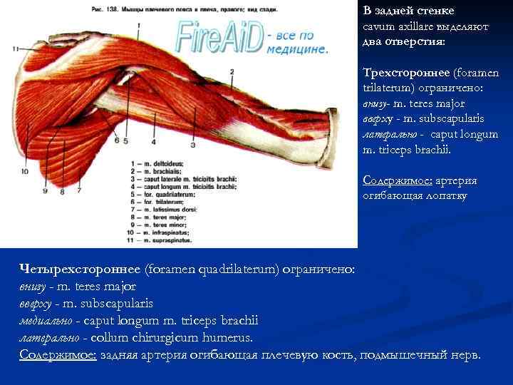 В задней стенке cavum axillare выделяют два отверстия: Трехстороннее (foramen trilaterum) ограничено: внизу- m.