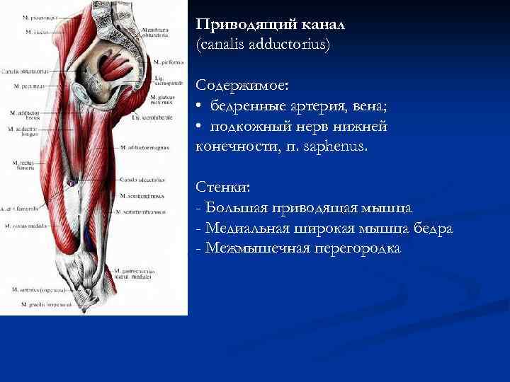 Приводящий канал (canalis adductorius) Содержимое: • бедренные артерия, вена; • подкожный нерв нижней конечности,