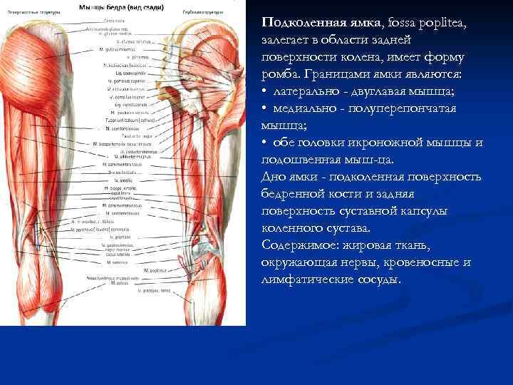 Подколенная ямка, fossa рорlitеа, залегает в области задней поверхности колена, имеет форму ромба. Границами