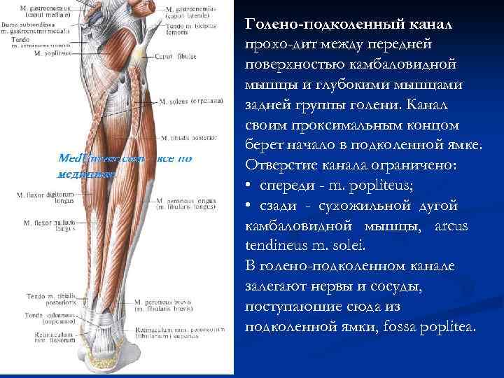 Голено-подколенный канал прохо дит между передней поверхностью камбаловидной мышцы и глубокими мышцами задней группы