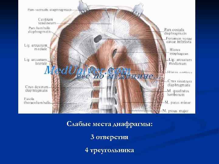 Слабые места диафрагмы: 3 отверстия 4 треугольника 