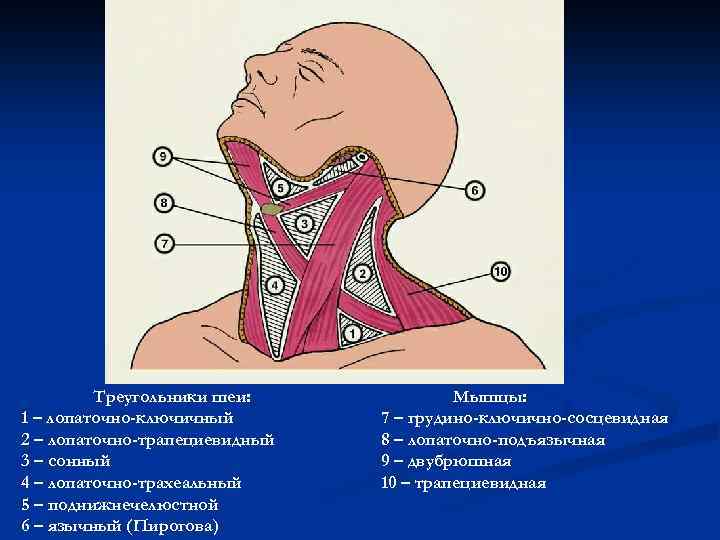 Треугольники шеи: 1 – лопаточно-ключичный 2 – лопаточно-трапециевидный 3 – сонный 4 – лопаточно-трахеальный