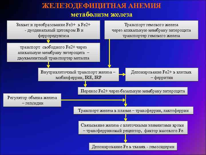 ЖЕЛЕЗОДЕФИЦИТНАЯ АНЕМИЯ метаболизм железа Захват и преобразование Fe 3+ в Fe 2+ - дуоденальный