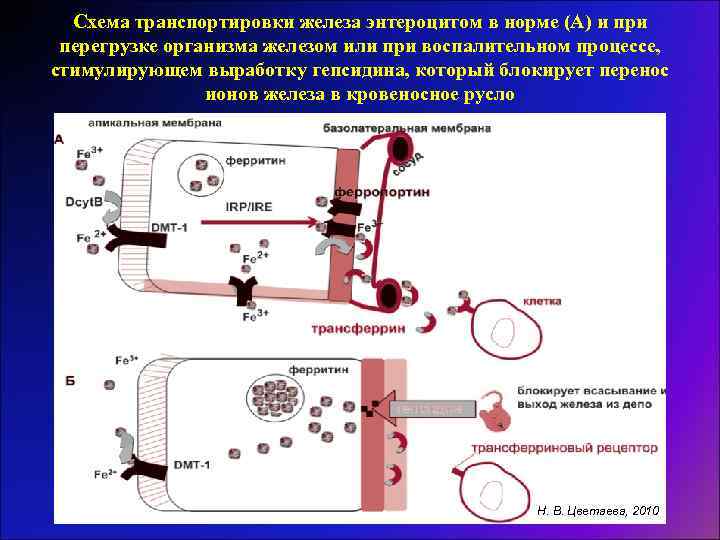 Схема транспортировки железа энтероцитом в норме (А) и при перегрузке организма железом или при