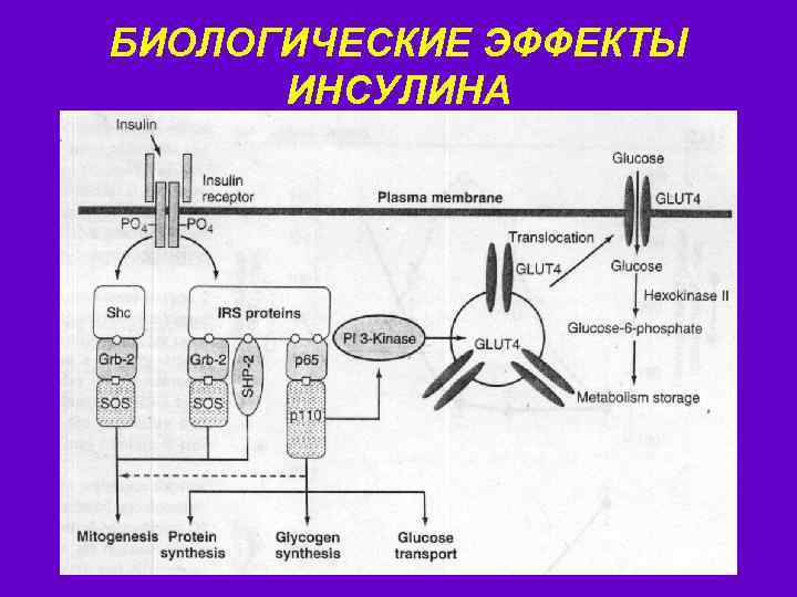 БИОЛОГИЧЕСКИЕ ЭФФЕКТЫ ИНСУЛИНА 