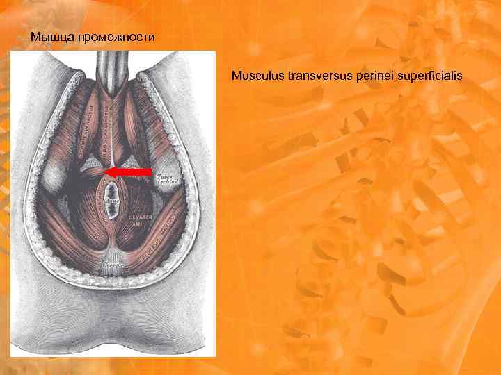 Мышца промежности Musculus transversus perinei superficialis 