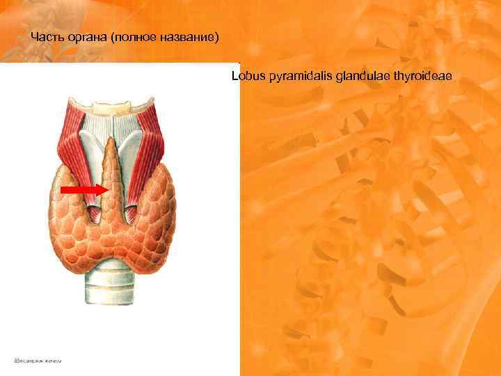 Часть органа (полное название) Lobus pyramidalis glandulae thyroideae 