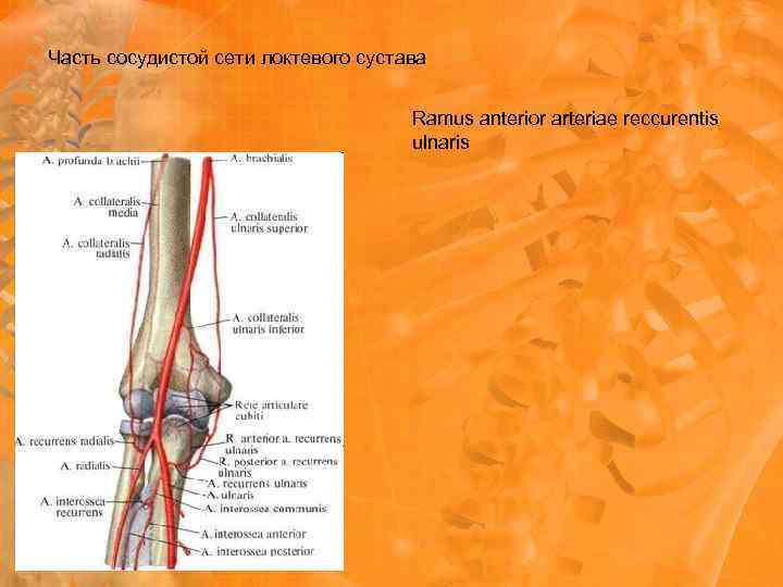 Часть сосудистой сети локтевого сустава Ramus anterior arteriae reccurentis ulnaris 